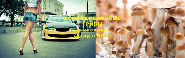 прущие грибы Волоколамск